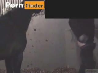 horse fuck human