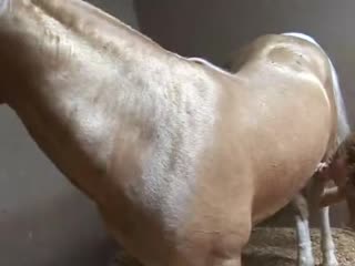 Horse Cock Bj