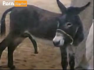 goat goat
